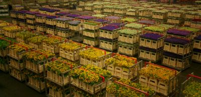 Geconditioneerd transport bloemen.jpg